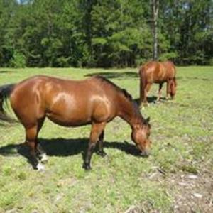 Photo #5 of 4013 Thomas Rd., Little River, SC 8.6 acres