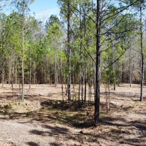 Photo #7 of TBD Green Sea Rd., Green Sea, SC 16.4 acres