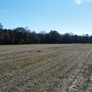 Photo #15 of TBD Highway 917, Nichols, SC 20.9 acres