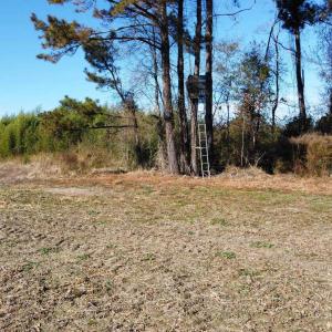 Photo #19 of TBD Highway 917, Nichols, SC 20.9 acres
