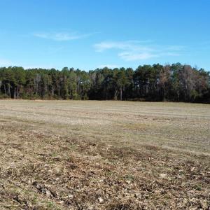 Photo #14 of TBD Highway 917, Nichols, SC 20.9 acres