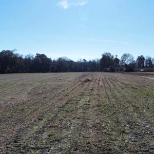 Photo #16 of TBD Highway 917, Nichols, SC 20.9 acres