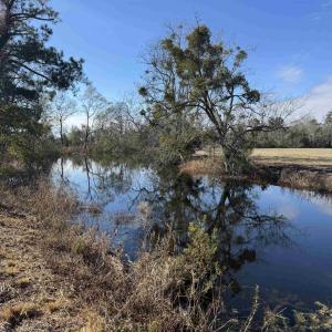 Photo #16 of TBD Beth Dr., Nichols, SC 45.5 acres