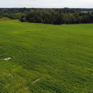 Photo #10 of TBD Hwy 9, Green Sea, SC 65.2 acres