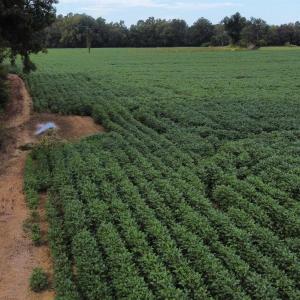 Photo #9 of TBD Hwy 9, Green Sea, SC 65.2 acres