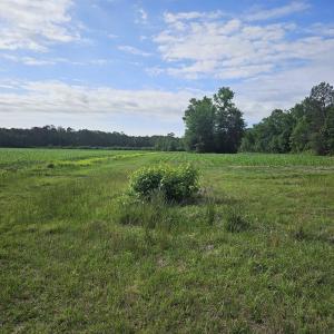 Photo #3 of 40ac Willoughby Rd., Nichols, SC 40.0 acres