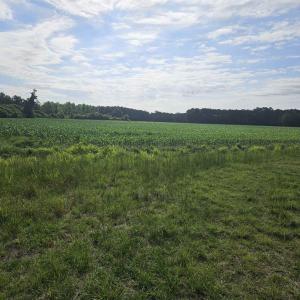 Photo #1 of 40ac Willoughby Rd., Nichols, SC 40.0 acres