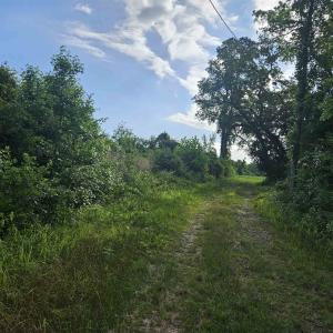 Photo #2 of 40ac Willoughby Rd., Nichols, SC 40.0 acres