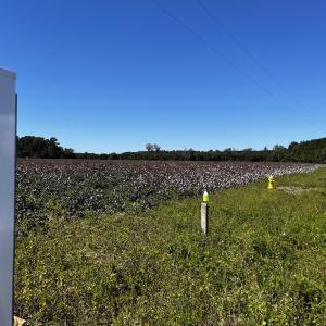 Photo #2 of 1291 Cockfield Rd., Scranton, SC 11.8 acres