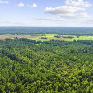 Photo #8 of TBD Fries Bay Rd., Loris, SC 30.0 acres