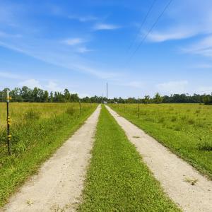 Photo #6 of 6400 Black Creek Rd., Nichols, SC 93.5 acres