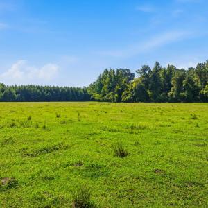 Photo #32 of 6400 Black Creek Rd., Nichols, SC 93.5 acres