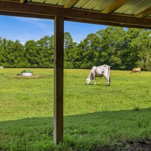 Photo #40 of 6400 Black Creek Rd., Nichols, SC 93.5 acres