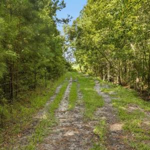 Photo #34 of 6400 Black Creek Rd., Nichols, SC 93.5 acres