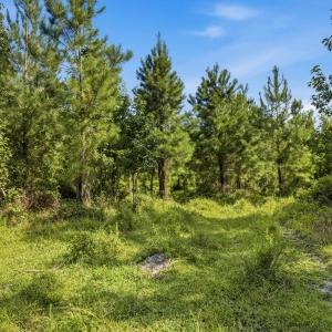 Photo #35 of 6400 Black Creek Rd., Nichols, SC 93.5 acres