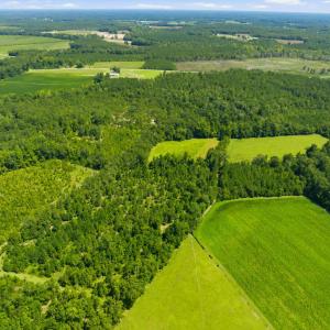 Photo #24 of 6400 Black Creek Rd., Nichols, SC 93.5 acres