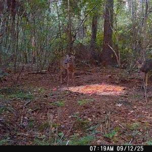 Photo #10 of 6400 Black Creek Rd., Nichols, SC 93.5 acres