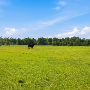 Photo #31 of 6400 Black Creek Rd., Nichols, SC 93.5 acres