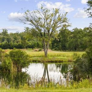 Photo #6 of TBD Bratcher Rd., Conway, SC 46.0 acres