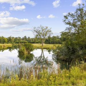 Photo #5 of TBD Bratcher Rd., Conway, SC 46.0 acres