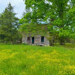 Photo #14 of 3623 Cottage Road, Blackstone, VA 15.0 acres