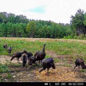 Photo #73 of 2052 Twenty-Two Road, Pamplin, VA 486.0 acres