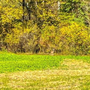 Photo #76 of 2052 Twenty-Two Road, Pamplin, VA 486.0 acres