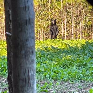Photo #84 of 2052 Twenty-Two Road, Pamplin, VA 486.0 acres