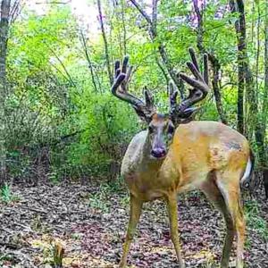 Photo #87 of 2052 Twenty-Two Road, Pamplin, VA 486.0 acres