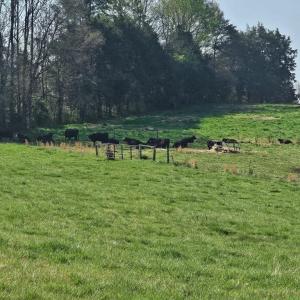 Cows Taking A Break!