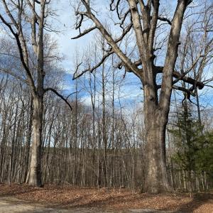 Photo #43 of 1228 Rosser Mill Road, Pamplin, VA 99.8 acres