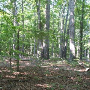 Photo #21 of 3859 Saxkey Road, Saxe, VA 21.8 acres