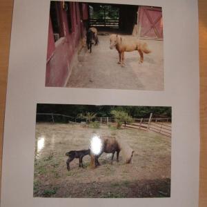 Photo #59 of 3859 Saxkey Road, Saxe, VA 21.8 acres