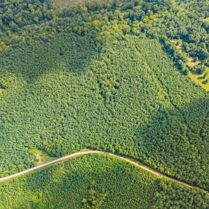 Photo #21 of 1740 Paulette Lane, Nottoway, VA 95.2 acres