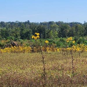 Photo #25 of Glenmore Road, Scottsville, VA 1,202.0 acres