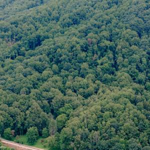 Dunahoo RD 39.421 Acres