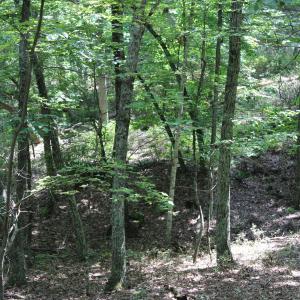 IMG_0042