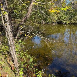 Creek View