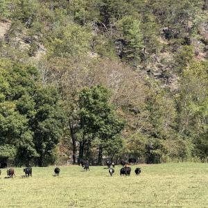 Cow Back Pasture