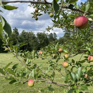 Fruit Tree