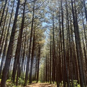 Walk in the pines