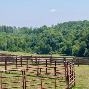 Horse Farm - 27