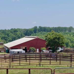 Horse Farm - 33