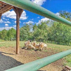 Homesteader's Dream