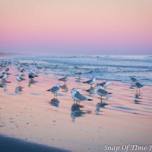 Seagulls in surf