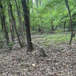 Pugh land pic 3