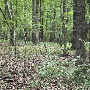 Pugh land pic 5
