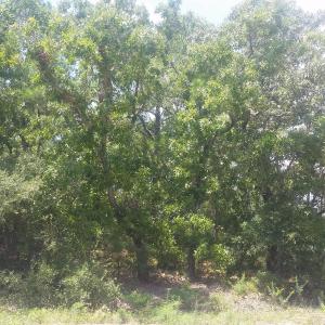 Vacant Wooded Lot