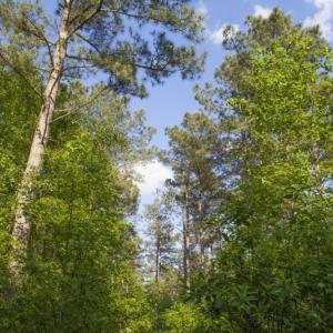 354-Acres-on-Dickens-5