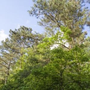 354-Acres-on-Dickens-6